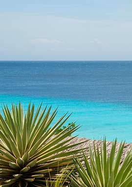 Caribbean Ocean Agave 1