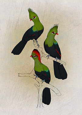Fischers Turaco