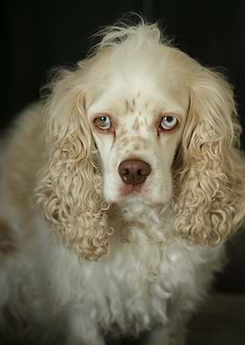 Cocker Spaniel