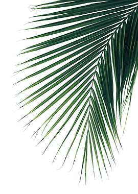 Minimal Palm Leaf 2