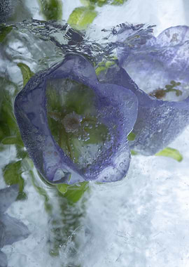 Pink campanula in ice 3