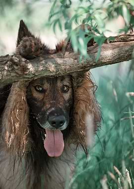 Dog, German Shepherd, pet