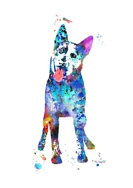 Australian Cattle Dog