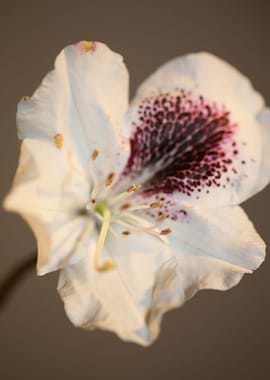 Rhododendron white flower