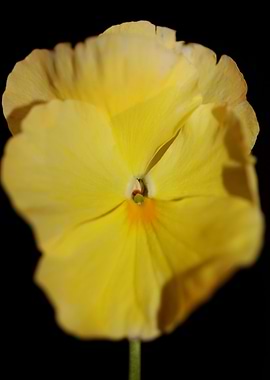 Yellow viola flower macro