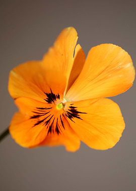 Orange viola flower macro
