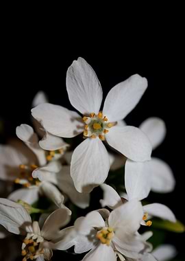 White choisya flower macro