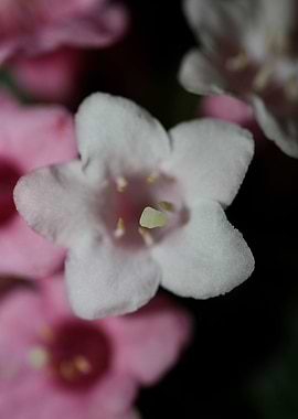 Weigela florida flowering