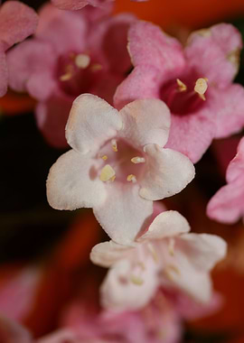 Weigela flower blossoming