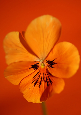 Orange viola flower macro