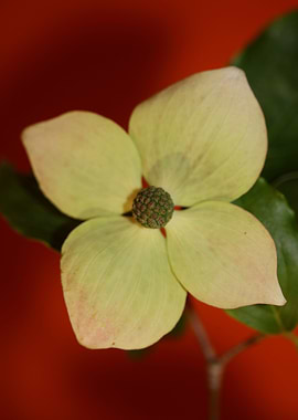 Cornus flowering close up