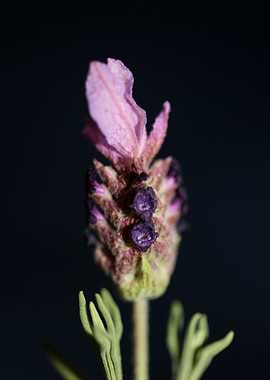 Lavandula flowering macro