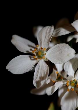 White choisya flower macro