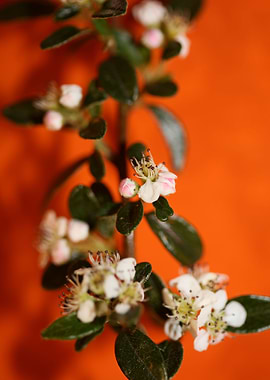 White cotoneaster flower