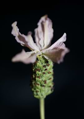 Lavandula flower blossom