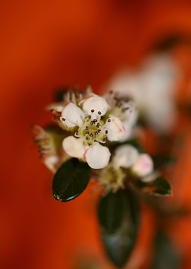 Cotoneaster flower blossom