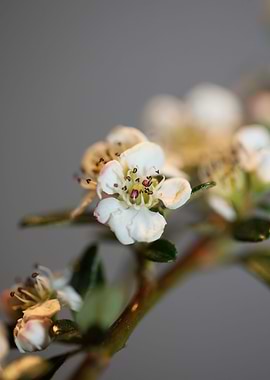 Cotoneaster flower blossom