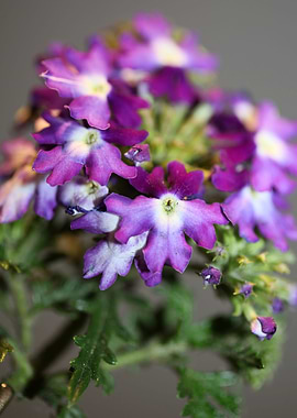 Verbena flower blossoming