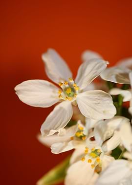 White choisya flower macro