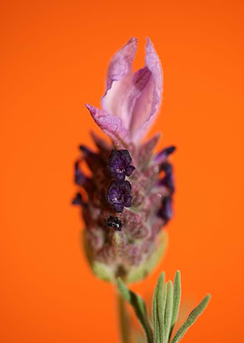 Lavandula flower blossoms