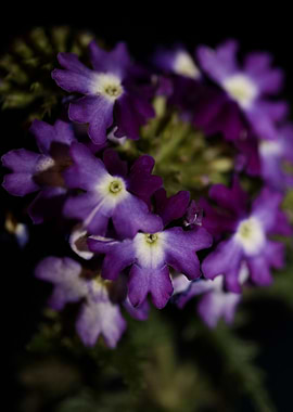 Verbena flower blossoming