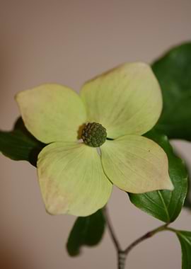 White cornus flower macro