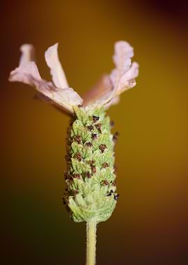 Lavandula flowering macro