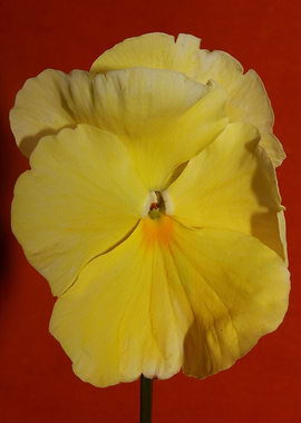 Yellow viola flower macro