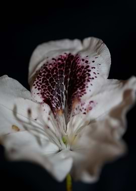 Rhododendron maximum macro