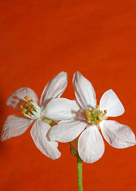 Choisya flower blossoming