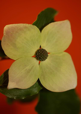 White cornus flower macro