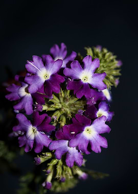 Verbena flowering close up
