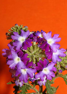 Verbena blossom close up