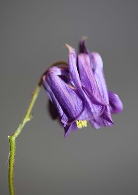Aquilegia flower blossom