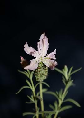 Lavandula flower close up
