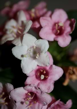 Weigela florida flowering