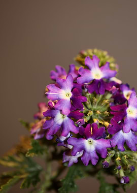 Verbena flower blossoming