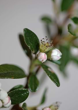 White cotoneaster flower