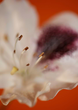 Rhododendron white flower