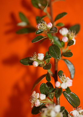 White cotoneaster flower