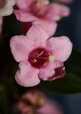 Weigela flower blossoming