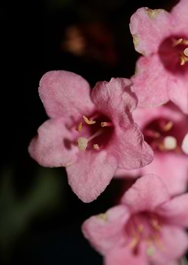 Weigela florida flowering