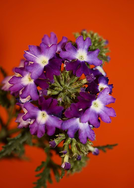 Verbena flowering close up