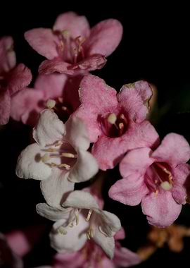 Weigela florida flowering