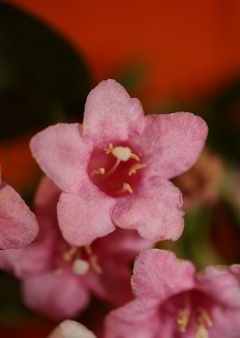 Weigela flower blossoming