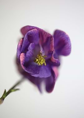 Aquilegia flower close up