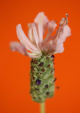 Lavandula flower blossom