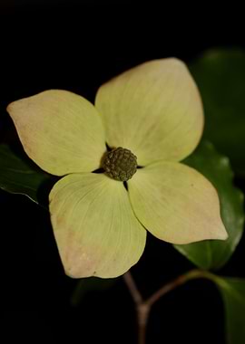 Cornus flower blossoming