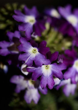Verbena flower blossoming