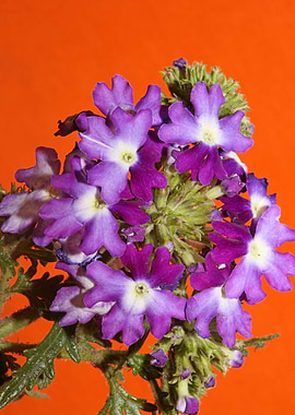 Verbena blossom close up